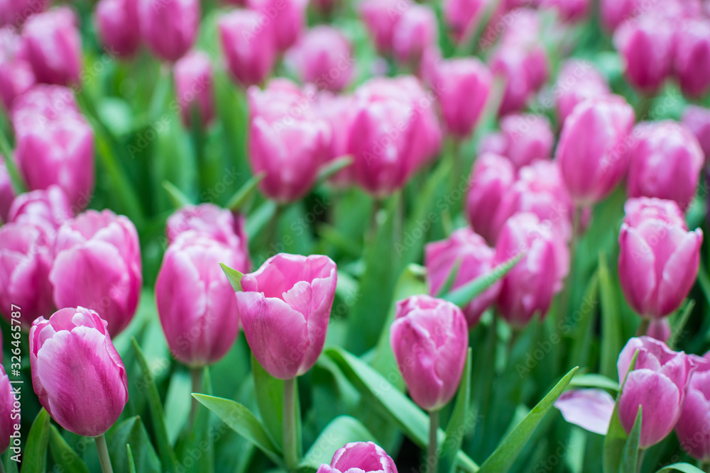 Field of pink tulips