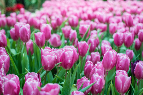 Field of pink tulips