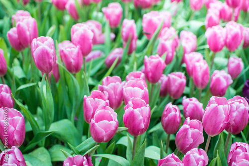 Field of pink tulips