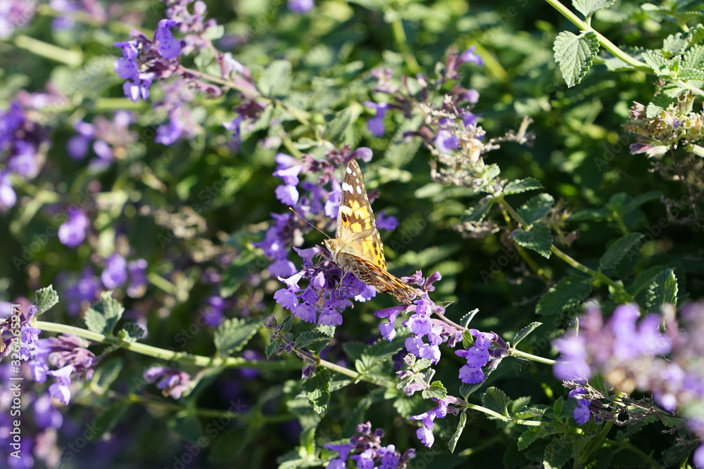 Painted lady moth butterfly feeds on purple catnip flowers Painted lady moth butterfly feeds on purple catnip flowers