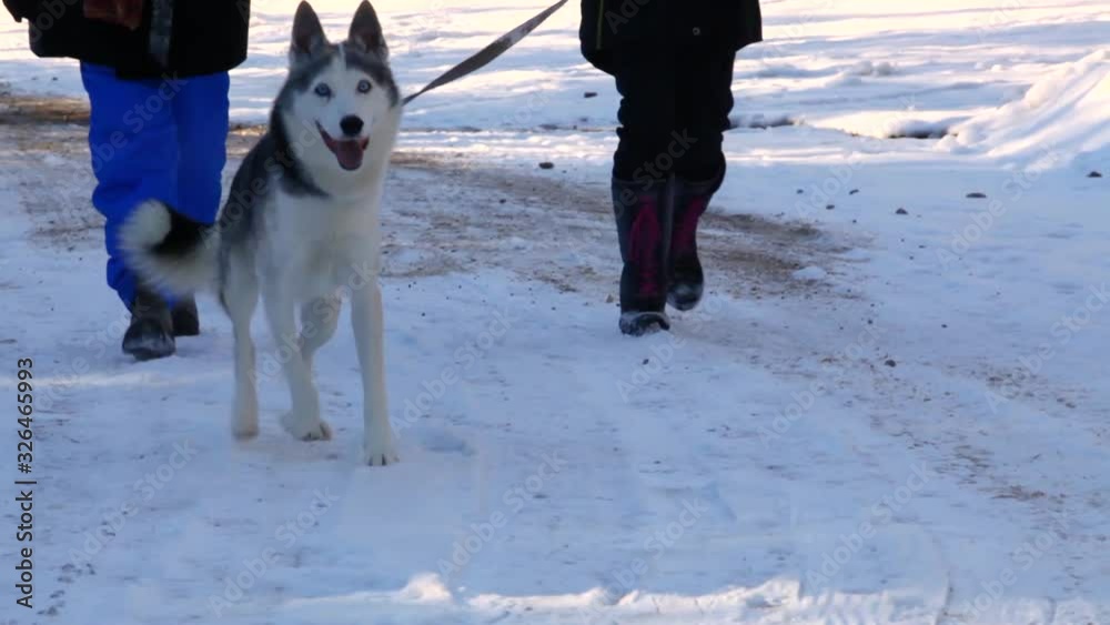 Old woman and younger girl walking in the street with alaskan husky in wintertime on a sunny day - two scenes - traveling up