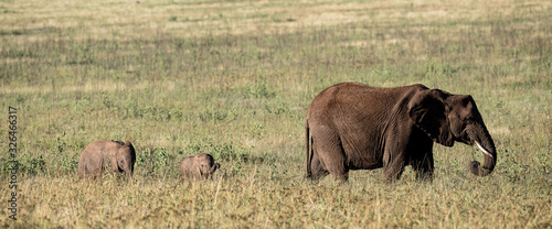 Elephants
