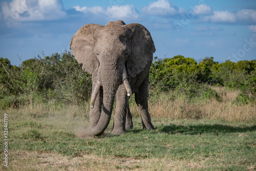 elephant in the Masai Mara kicking up dust