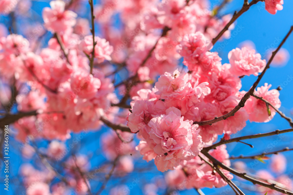 Sakura flowers are blooming against the blue sky, spring sakura. Nature. Sakura flowers are blooming against the blue sky, spring sakura. Nature.