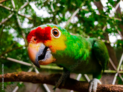 Colorful Bird photo