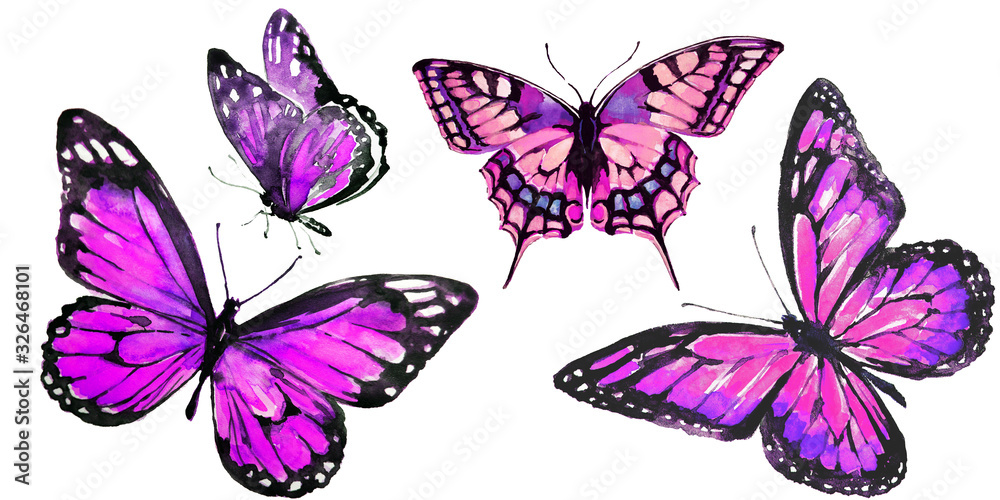 beautiful pink butterfly,watercolor,isolated on a white background