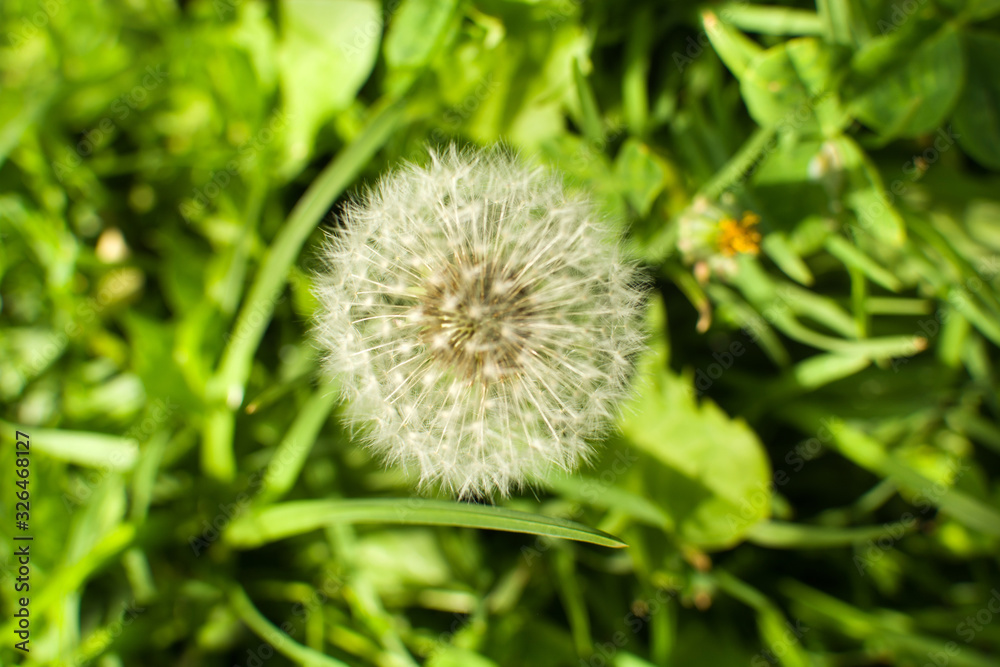 White Dandelion flower in the green garden top view White Dandelion flower in the green garden top view