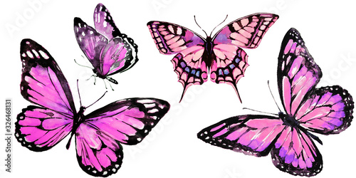 beautiful pink butterfly watercolor isolated on a white background