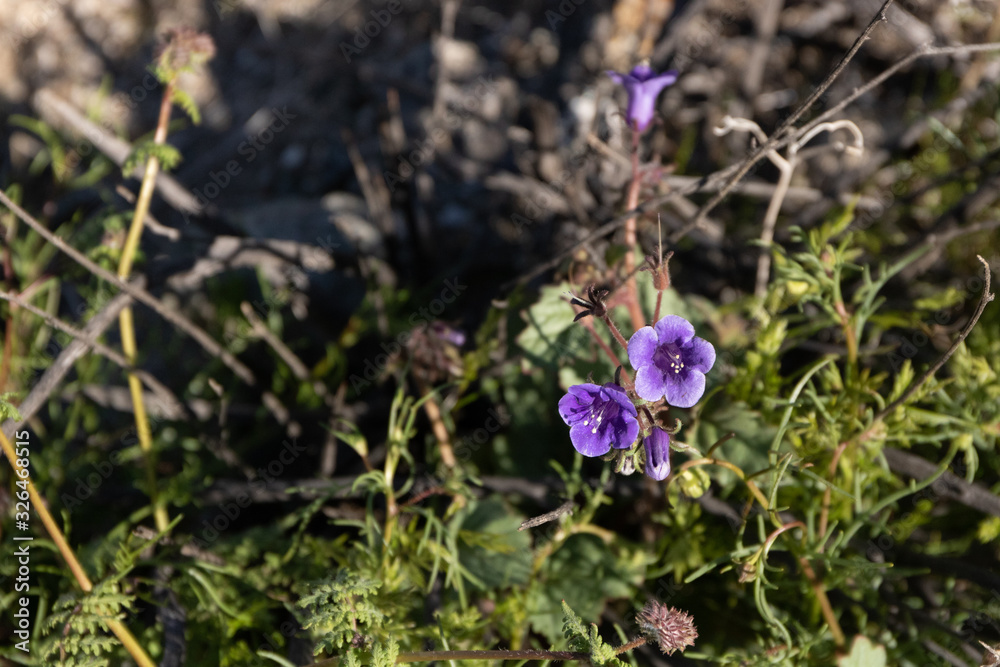 blue purple flowers on a background, Canterbury bells wildflowers blue purple flowers on a background, Canterbury bells wildflowers