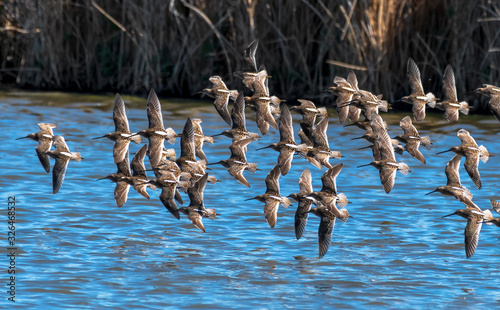 Dowitchers perform aerial maneuvers near the Discovery Marsh Trail Discovery Marsh Trail north of the Tulelake National Wildlife Refuge, California.