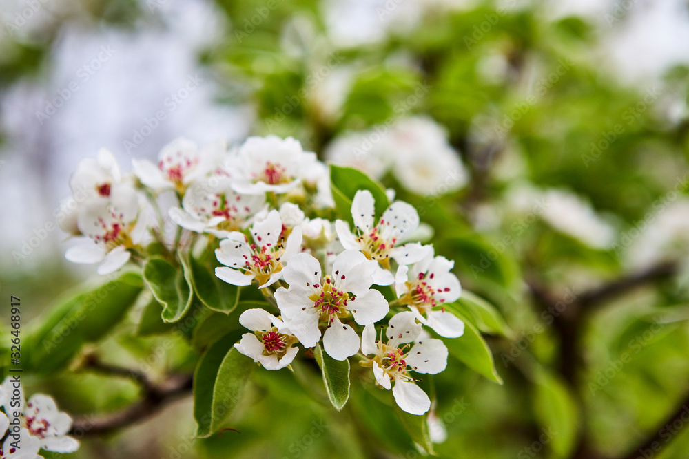 Fototapeta premium beautiful blooming apple trees orchard in spring garden
