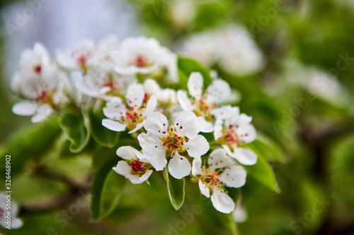 Fototapeta Naklejka Na Ścianę i Meble -  beautiful blooming apple trees orchard in spring garden