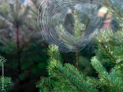 pine needles and a spider web