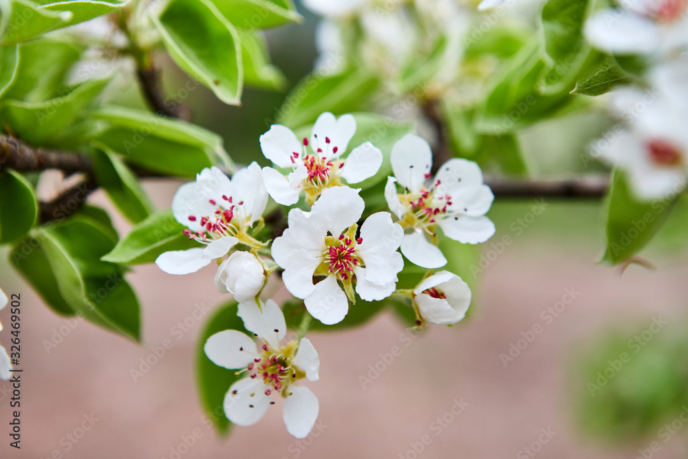 beautiful blooming apple trees orchard in spring garden beautiful blooming apple trees orchard in spring garden