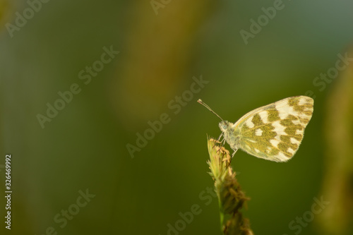Butterfly on leaf in wildlife