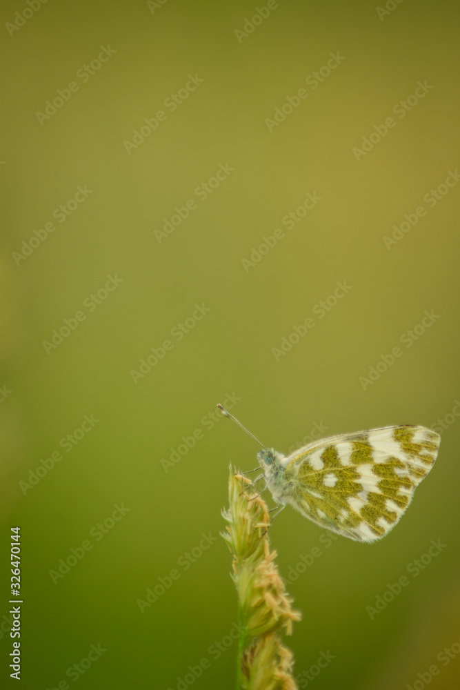 Obraz premium Butterfly on leaf in wildlife