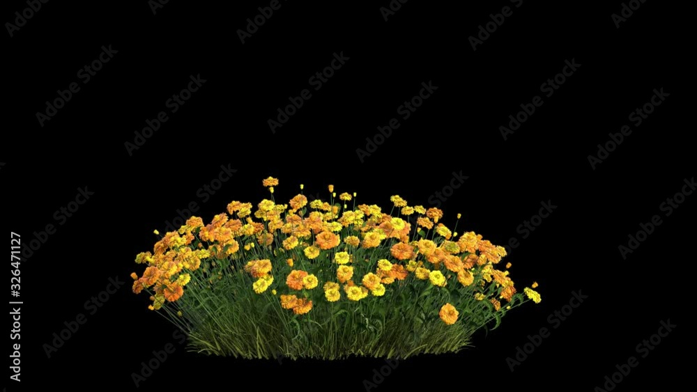 a bunch of flowers or flower bush with blowing wind seamless loop animation isolated on black, 4k with alpha matte ready for compositing 