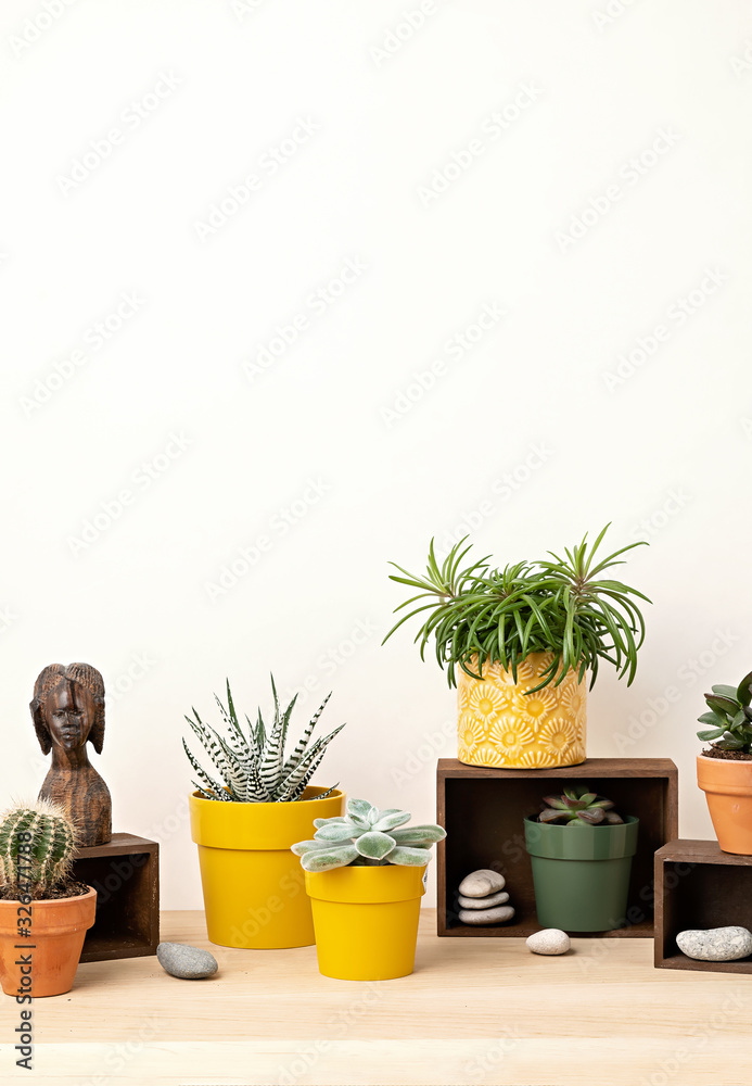 Obraz premium Collection of various succulents and plants in colored pots. Potted cactus and house plants against light wall. The stylish interior home garden