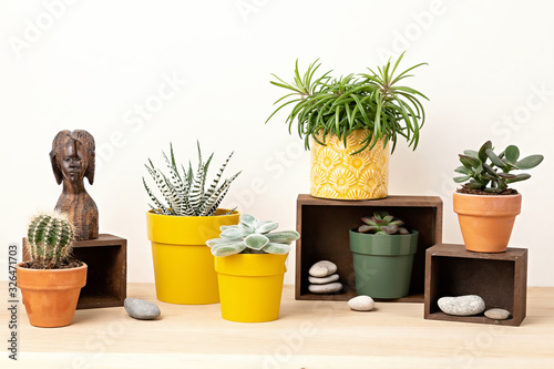 Fototapeta Collection of various succulents and plants in colored pots