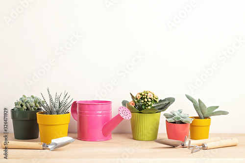 Collection of various succulents and plants in colored pots and gardening tools. Potted house plants against light wall. The stylish interior garden. Home gardening concept © netrun78