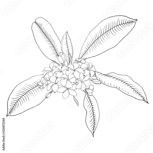 Plumeria, tropical plant with fragrant flowers