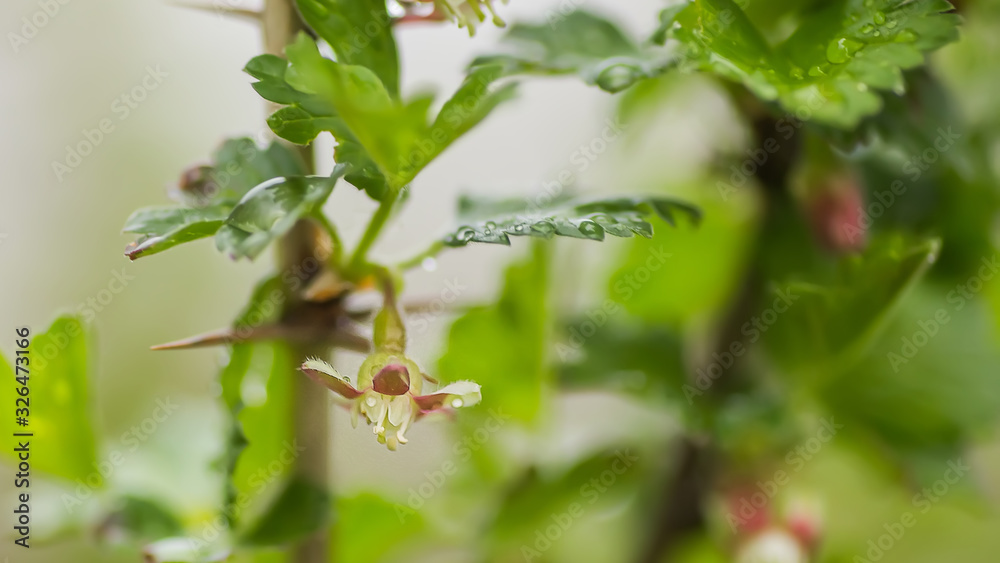 gooseberry, Ribes uva-crispa blooming in spring. flower Ribes grossularia close-up against background of leaves. Branches and young shoots of fruit shrub. gooseberry, Ribes uva-crispa blooming in spring. flower Ribes grossularia close-up against background of leaves. Branches and young shoots of fruit shrub.
