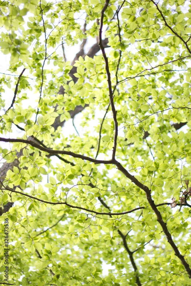 Obraz premium Feuilles d'arbre