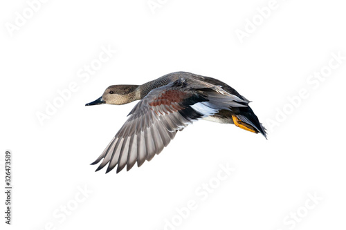 Flying Gadwall duck
