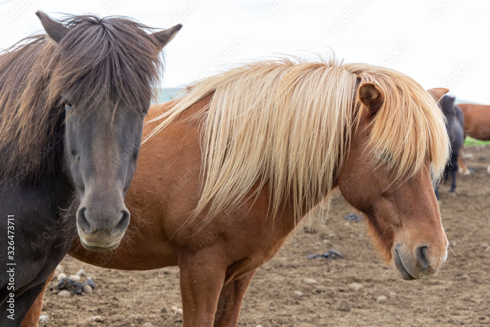 Portrait of two gorgeous black and brown horses coming close and looking straight into camera. Beautiful long mane falls to cover eyes.