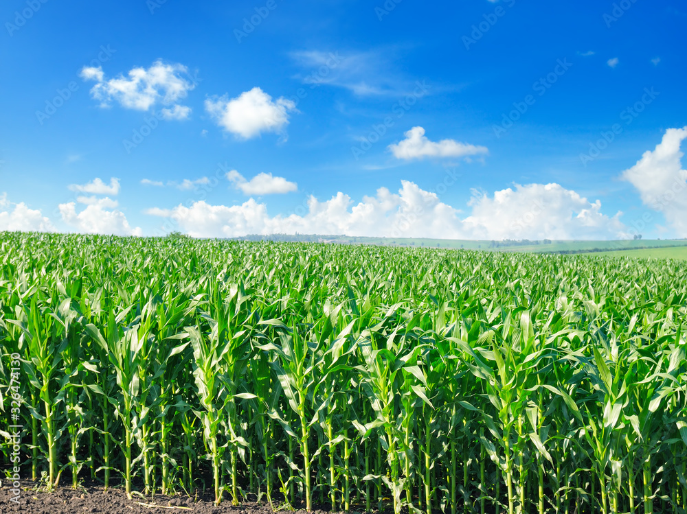 Green corn field and bright blue sky. Green corn field and bright blue sky.