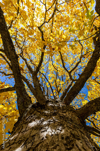 tree in the autumn with yellow leafes