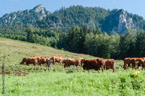 mountain alps cow herd graze © Studio Stoltenberg