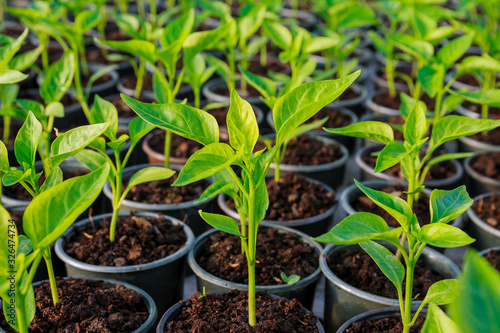 Pepper seedlings in plastic pots. Growing seedlings in early spring in the greenhouse.