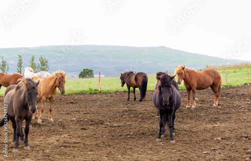 A large herd of horses on a farm in Iceland