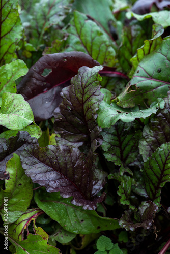 growing beet greens  purple and green leaves  chard  kitchen garden  winter gardening