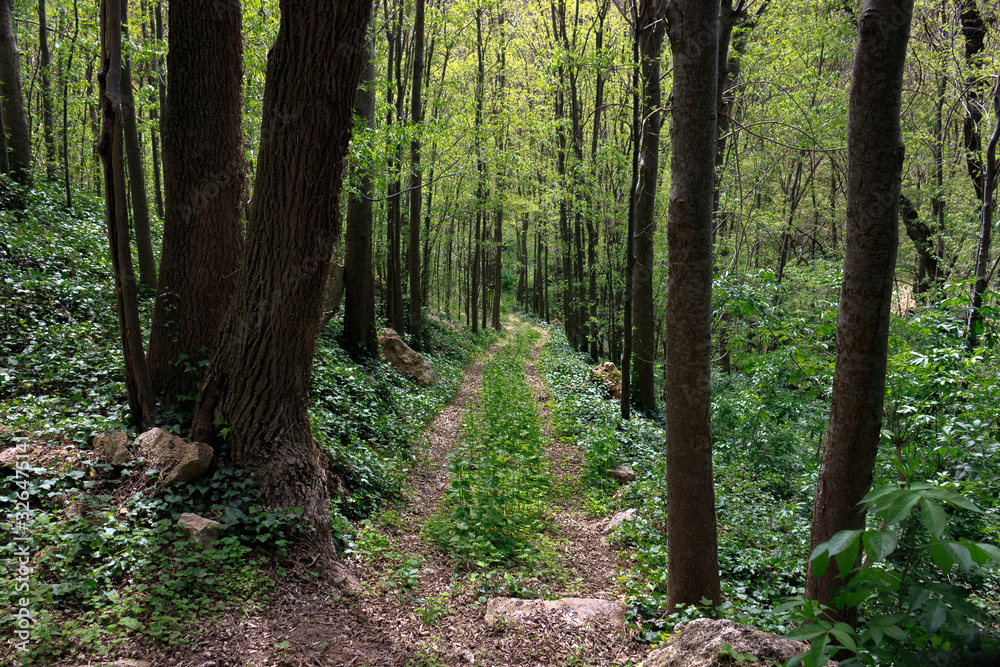 Obraz premium Forest