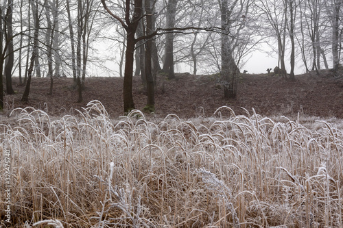 Fototapeta Naklejka Na Ścianę i Meble -  Łagodna zima na Podlasiu. Dolina Narwi. Krajobraz z mgłą i szronem. Polska
