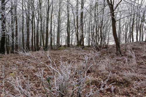 Fototapeta Naklejka Na Ścianę i Meble -  Łagodna zima na Podlasiu. Dolina Narwi. Krajobraz z mgłą i szronem. Polska