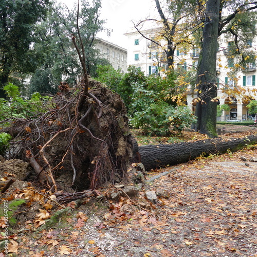 Albero secolare sradicato  nel parco per il forte vento di burrasca photo