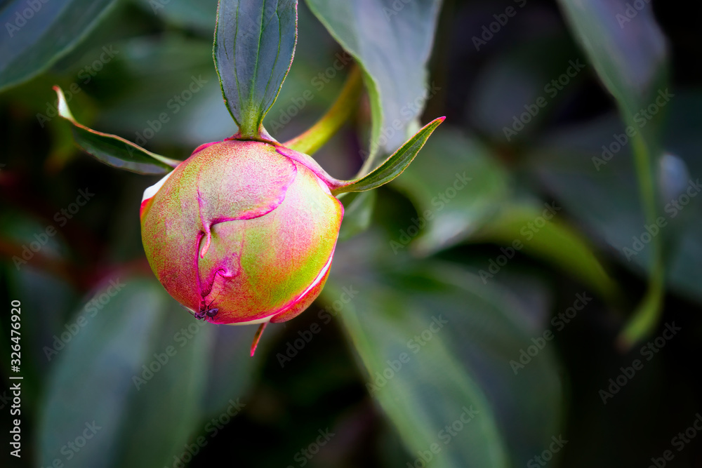 Garden flowers on a background of green foliage. Garden flowers on a background of green foliage.