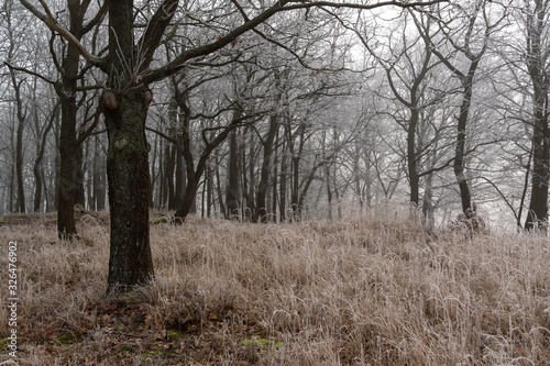 Fototapeta Naklejka Na Ścianę i Meble -  Łagodna zima na Podlasiu. Dolina Narwi. Krajobraz z mgłą i szronem. Polska