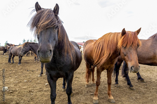 Two gorgeous black and brown horses in a big herd