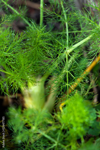 dew drops on fennel plants in garden, organic greens water droplets, green crops fresh leaves, fennel fronds