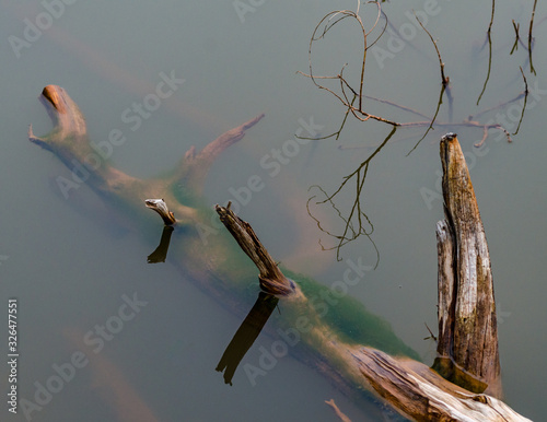 Submerged Log With Agae