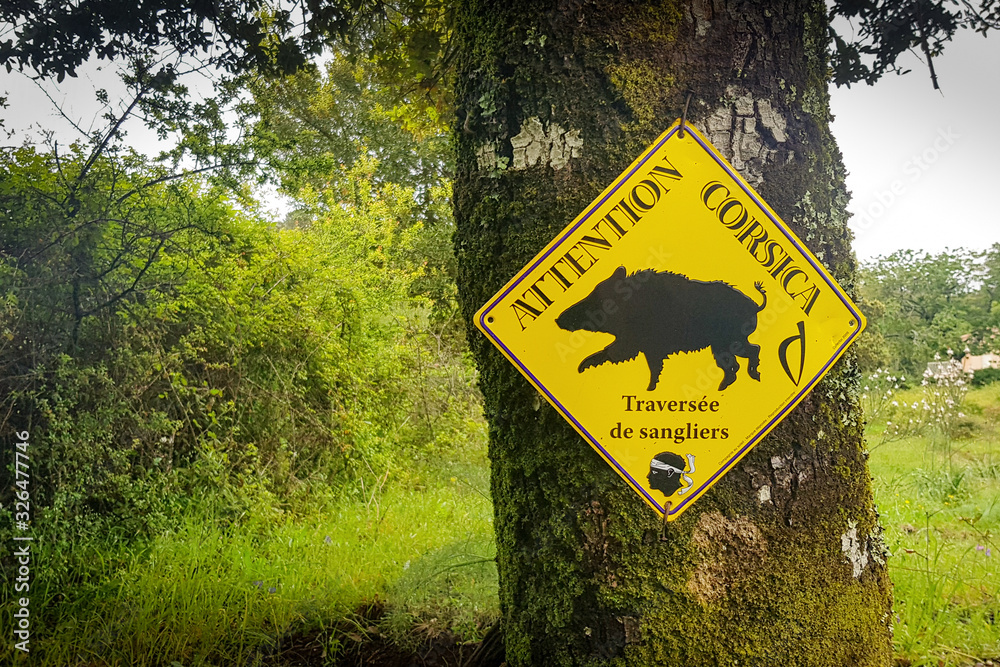 Warning boars in Corsica