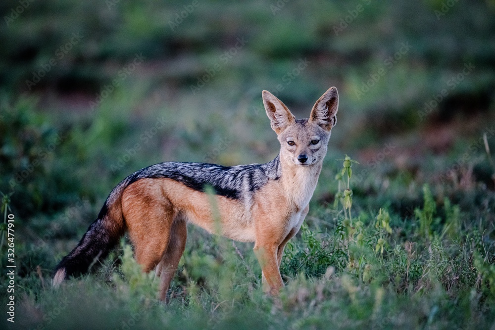Black-backed Jackal Black-backed Jackal