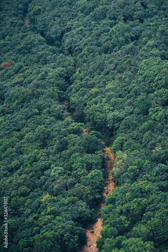 Jungle path from the top