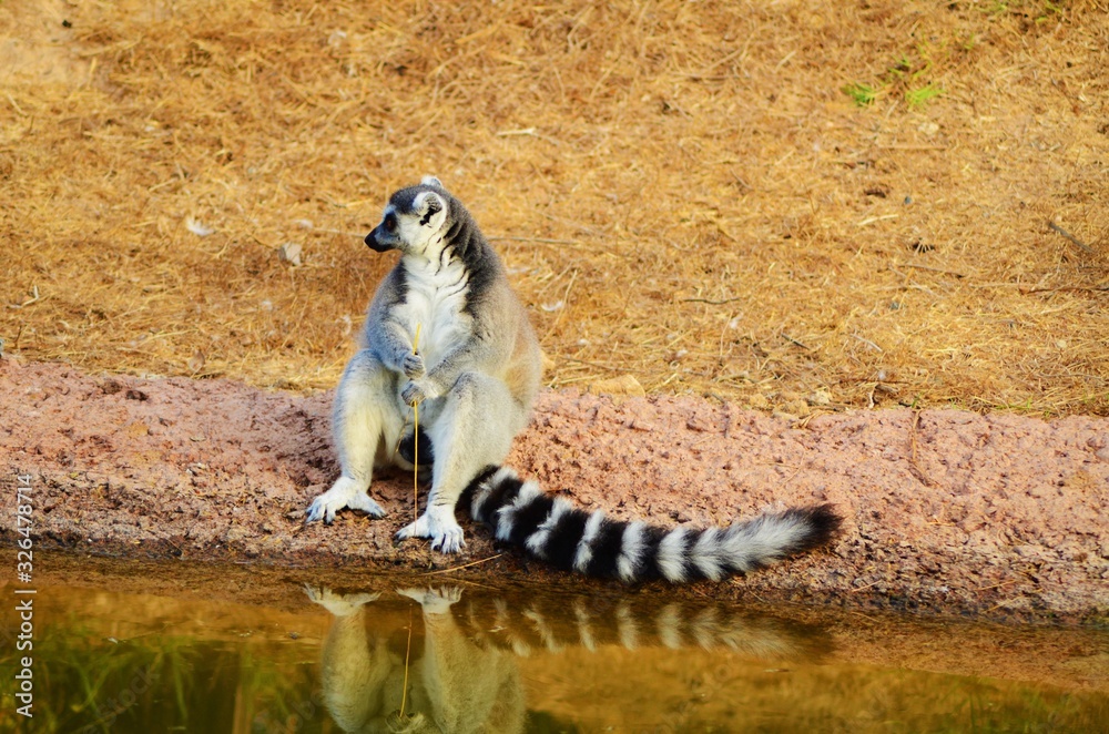 Ring-Tailed Lemur (Lemur catta) sitting next to the river