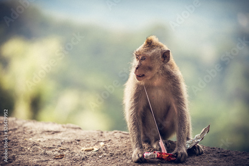 Portraits of a macaque family