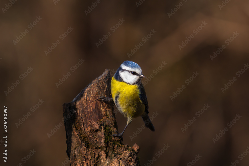 Fototapeta premium Close up portrait of an Eurasian blue tit on a wood trung in a forest during autumn